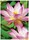 Fotopapier ZWF PREMIUM A4, 300g, 20 Bl, Art.-Nr. 2482-20 - Paterno B2B-Shop