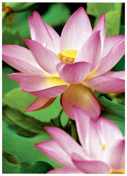 Fotopapier ZWF PREMIUM A4, 300g, 20 Bl, Art.-Nr. 2482-20 - Paterno B2B-Shop