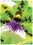 Fotopapier ZWF PREMIUM 10x15cm 250g, Art.-Nr. C2552-50 - Paterno B2B-Shop